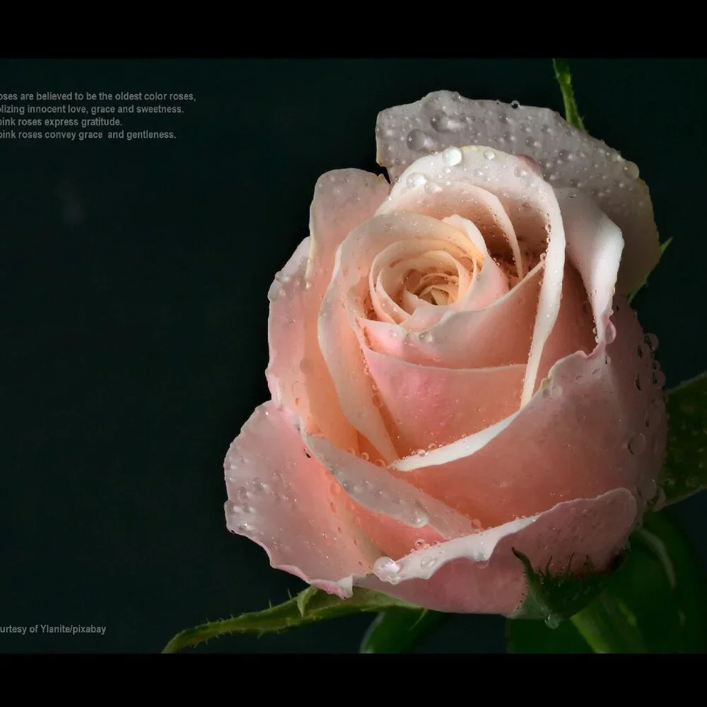 2027 Rose Calendar Beautiful Flower Photography Floral Garden Wall Calendar Gift